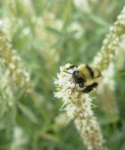 White Prairie Clover Seeds - Dalea Candida Flower Seeds - 1000 Count - Image 1