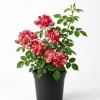 White Red Climbing Rose Live Plant for Outdoor Garden, Fragrant Vine, 4-6 Inch Tall - Image 1