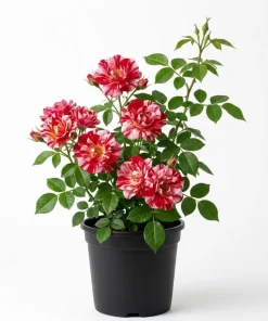 White Red Climbing Rose Live Plant for Outdoor Garden, Fragrant Vine, 4-6 Inch Tall - Image 1