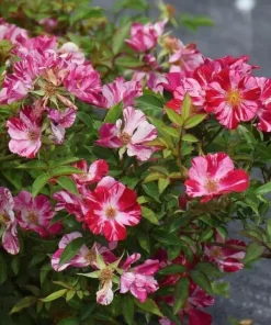 White Red Climbing Rose Live Plant for Outdoor Garden, Fragrant Vine, 4-6 Inch Tall - Image 2