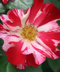 White Red Climbing Rose Live Plant for Outdoor Garden, Fragrant Vine, 4-6 Inch Tall - Image 3