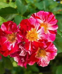 White Red Climbing Rose Live Plant for Outdoor Garden, Fragrant Vine, 4-6 Inch Tall - Image 4