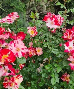 White Red Climbing Rose Live Plant for Outdoor Garden, Fragrant Vine, 4-6 Inch Tall - Image 5