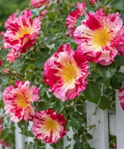 White Red Rose Plant Live for Planting, Fragrant Climbing Vine, 4-6 Inch Tall - Image 4