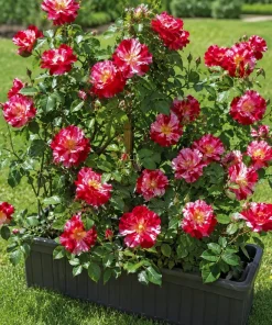 White Red Rose Plant Live for Planting, Fragrant Climbing Vine, 4-6 Inch Tall - Image 5
