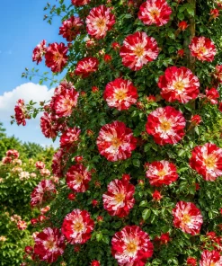 White Red Rose Plant Live for Planting, Fragrant Climbing Vine, 4-6 Inch Tall - Image 6