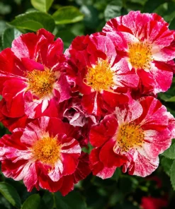 White Red Rose Plant Live for Planting, Fragrant Climbing Vine, 4-6 Inch Tall - Image 1