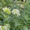 White Red Valerian Live Plant - Centranthus ruber 'Albus' - 4 Inch Pot - Outdoor - Image 1