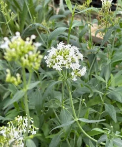 White Red Valerian Live Plant - Centranthus ruber 'Albus' - 4 Inch Pot - Outdoor - Image 1