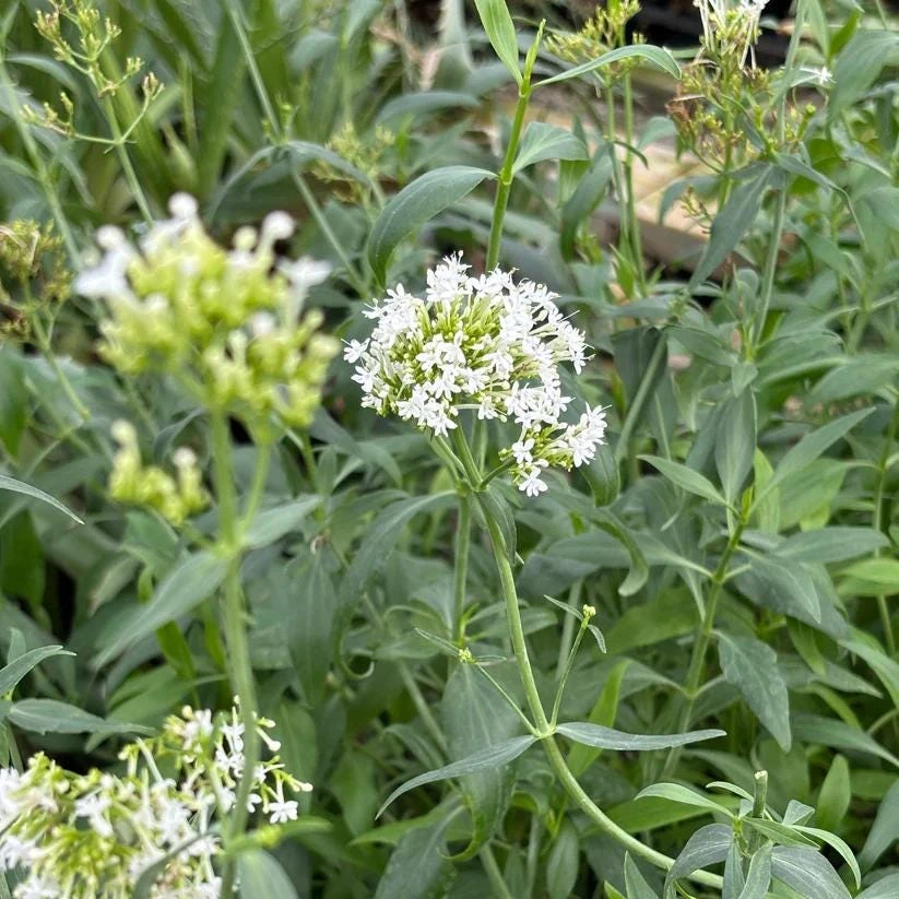 White Red Valerian Live Plant - Centranthus ruber 'Albus' - 4 Inch Pot - Outdoor - Image 1