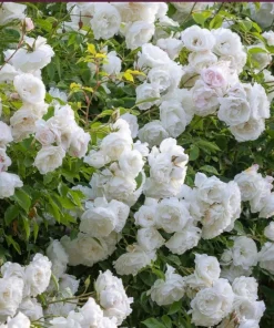 White Rose Live Plant – Fragrant Floribunda Bush, 4-6 Inch Tall, No Pot - Image 3