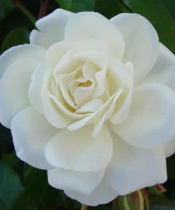 White Rose Live Plant – Fragrant Floribunda Bush, 4-6 Inch Tall, No Pot - Image 4