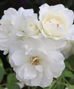 White Rose Live Plant – Fragrant Floribunda Bush, 4-6 Inch Tall, No Pot - Image 5