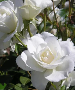 White Rose Live Plant – Fragrant Floribunda Bush, 4-6 Inch Tall, No Pot - Image 7