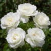 White Rose Live Plant – Fragrant Floribunda Bush, 4-6 Inch Tall, No Pot - Image 1