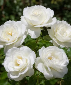 White Rose Live Plant – Fragrant Floribunda Bush, 4-6 Inch Tall, No Pot - Image 1
