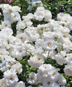 White Rose Live Plant – Fragrant Floribunda Bush, 4-6 Inch Tall, No Pot - Image 8
