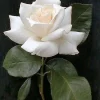 White Rose Seeds - Rosa Shrub Perennial Flower - 5 Seeds - Fragrant Double Blooms - Image 1