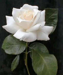 White Rose Seeds - Rosa Shrub Perennial Flower - 5 Seeds - Fragrant Double Blooms - Image 1