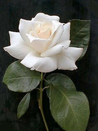 White Rose Seeds - Rosa Shrub Perennial Flower - 5 Seeds - Fragrant Double Blooms - Image 1