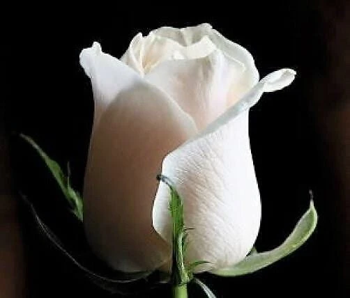 White Rose Seeds - Rosa Shrub Perennial Flower - 5 Seeds - Fragrant Double Blooms - Image 10