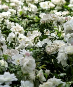 White Rose Seeds - Rosa Shrub Perennial Flower - 5 Seeds - Fragrant Double Blooms - Image 2
