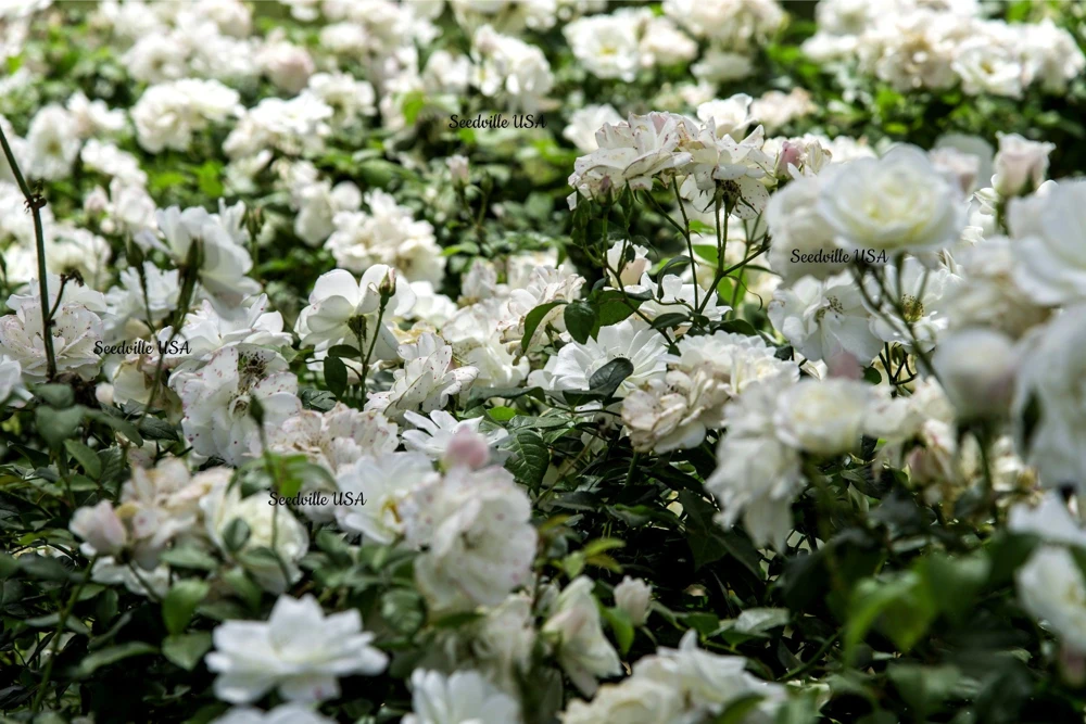White Rose Seeds - Rosa Shrub Perennial Flower - 5 Seeds - Fragrant Double Blooms - Image 2