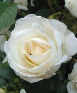 White Rose Seeds - Rosa Shrub Perennial Flower - 5 Seeds - Fragrant Double Blooms - Image 3