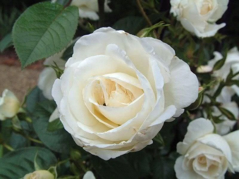 White Rose Seeds - Rosa Shrub Perennial Flower - 5 Seeds - Fragrant Double Blooms - Image 3