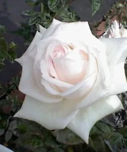 White Rose Seeds - Rosa Shrub Perennial Flower - 5 Seeds - Fragrant Double Blooms - Image 4