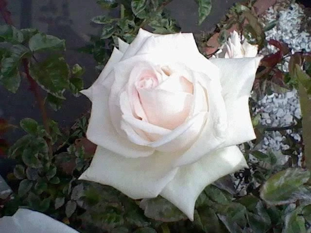 White Rose Seeds - Rosa Shrub Perennial Flower - 5 Seeds - Fragrant Double Blooms - Image 4