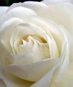 White Rose Seeds - Rosa Shrub Perennial Flower - 5 Seeds - Fragrant Double Blooms - Image 5