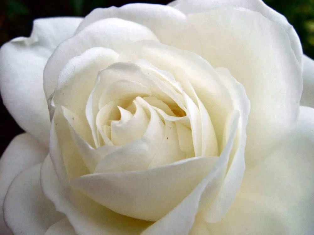 White Rose Seeds - Rosa Shrub Perennial Flower - 5 Seeds - Fragrant Double Blooms - Image 5