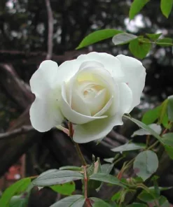 White Rose Seeds - Rosa Shrub Perennial Flower - 5 Seeds - Fragrant Double Blooms - Image 6