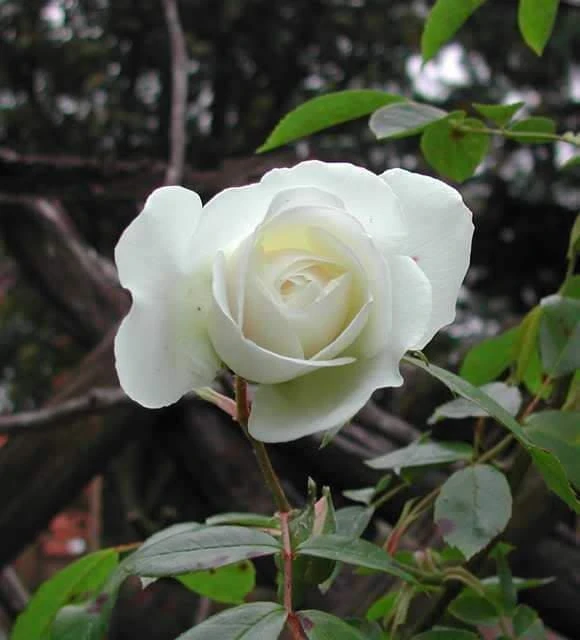 White Rose Seeds - Rosa Shrub Perennial Flower - 5 Seeds - Fragrant Double Blooms - Image 6