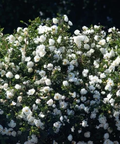 White Rose Seeds - Rosa Shrub Perennial Flower - 5 Seeds - Fragrant Double Blooms - Image 7