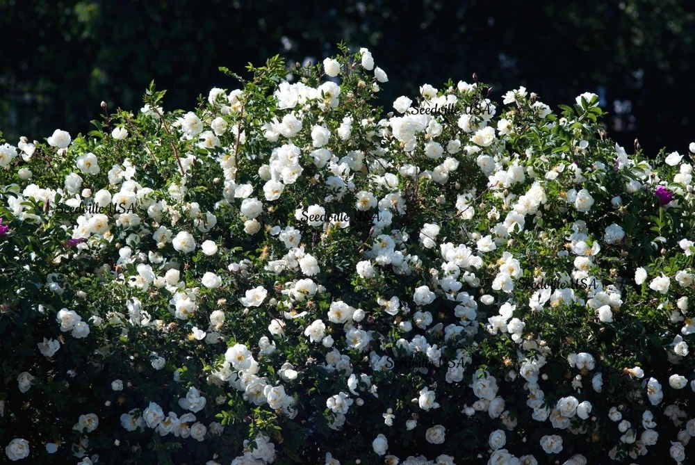 White Rose Seeds - Rosa Shrub Perennial Flower - 5 Seeds - Fragrant Double Blooms - Image 7