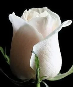White Rose Seeds - Rosa Shrub Perennial Flower - 5 Seeds - Fragrant Double Blooms - Image 8
