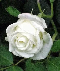 White Rose Seeds - Rosa Shrub Perennial Flower - 5 Seeds - Fragrant Double Blooms - Image 9