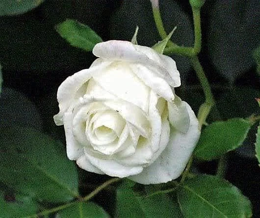 White Rose Seeds - Rosa Shrub Perennial Flower - 5 Seeds - Fragrant Double Blooms - Image 9