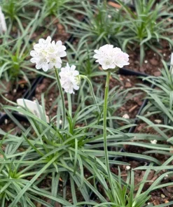 White Sea Thrift 'Alba' Live Plant - Armeria maritima - 3.5 Inch Pot Outdoor - Image 1