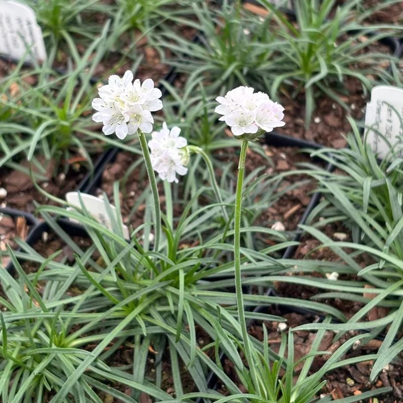 White Sea Thrift 'Alba' Live Plant - Armeria maritima - 3.5 Inch Pot Outdoor - Image 1
