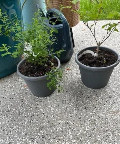 White Snowmound Spirea Live Plant – Dwarf Shrub – 5-8" Tall Qt Pot – Outdoor - Image 2