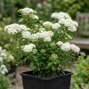 White Snowmound Spirea Live Plant – Dwarf Shrub – 5-8" Tall Qt Pot – Outdoor - Image 1