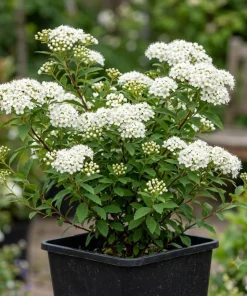 White Snowmound Spirea Live Plant – Dwarf Shrub – 5-8" Tall Qt Pot – Outdoor - Image 1