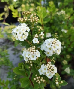 White Snowmound Spirea Live Plant – Dwarf Shrub – 5-8
