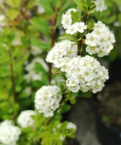White Snowmound Spirea Live Plant – Dwarf Shrub – 5-8
