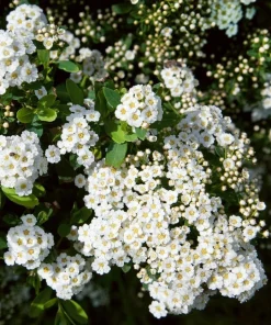 White Snowmound Spirea Live Plant – Dwarf Shrub – 5-8