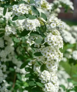White Snowmound Spirea Live Plant – Dwarf Shrub – 5-8