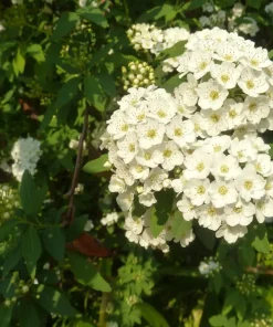 White Snowmound Spirea Live Plant – Dwarf Shrub – 5-8